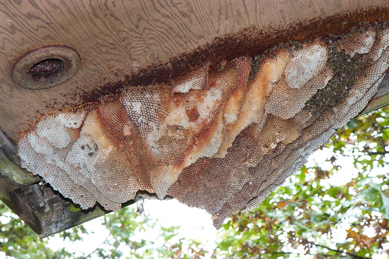 Bees wrangled from rooftop