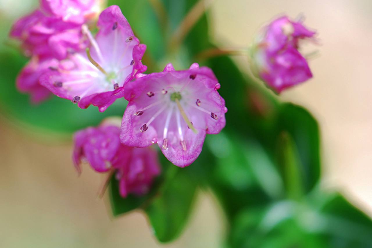 Photo by Tab Tanner                                Western Bog Laurel