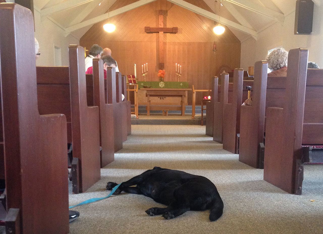 (Stephanie Morton | The Vidette)                                Honey, a 10-year-old black lab, takes a break during the 14th annual blessing of the pets at St. Mark’s Episcopal Church in Montesano.