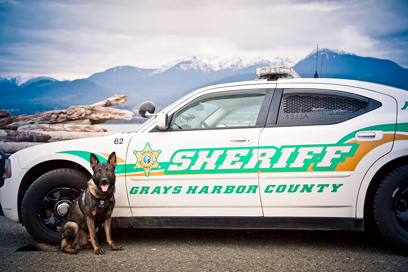 With the assistance of Grays Harbor Sheriff’s Office K-9 service dog Max and his handler, Deputy Tracy Gay, deputies and Elma Police were able to track down and arrest a man who fled from officers Wednesday morning. The suspect led officers on a chase down State Route 12, reaching speeds up to 85 mph before being arrested in a wooded area just inside the McCleary city limits. GRAYS HARBOR COUNTY SHERIFF