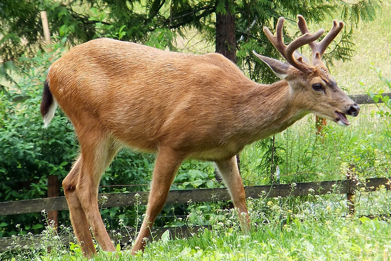 Department of Fish and Wildlife Director Jim Unsworth has sent a proposal to Governor Jay Inslee that asks the 2017 Legislature to consider substantial increases in recreational fishing and hunting licenses. Unsworth said rising management costs have left no alternative to raising the cost of licenses if hunters, like those targeting blacktail deer, and anglers want to maintain and grow hunting and fishing opportunities in the coming years.                                 Department of Fish and Wildlife Director Jim Unsworth has sent a proposal to Governor Jay Inslee that asks the 2017 Legislature to consider substantial increases in recreational fishing and hunting licenses. Unsworth said rising management costs have left no alternative to raising the cost of licenses if hunters, like those targeting blacktail deer, and anglers want to maintain and grow hunting and fishing opportunities in the coming years.