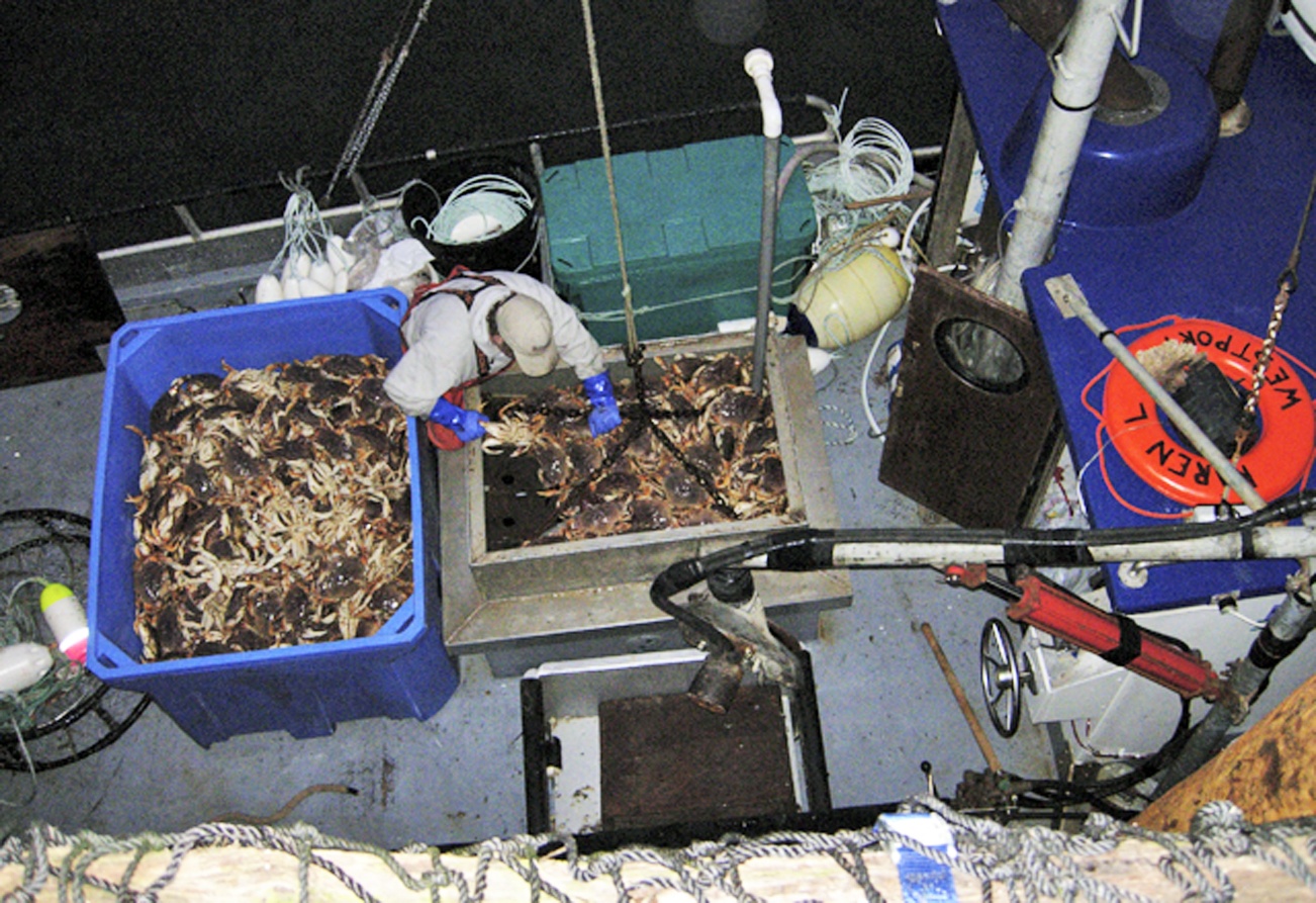 Dungeness crab fisheries valued at about $220 million annually may face a strong downturn over the next 50 years, according to research recently published in the journal Global Change Biology. BARB AUE | SOUTH BEACH BULLETIN