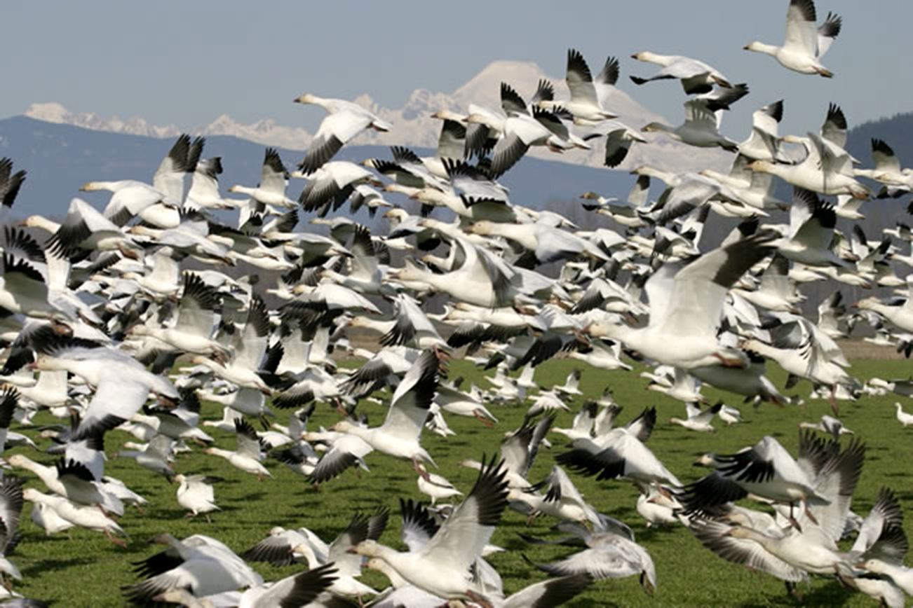 The Washington State Department of Fish and Wildlife is accepting public comment this month on proposed hunting rule changes for the 2017-18 season. Increased goose bag and possession limits are part of the recommendations, in response to the growing number of geese in the state.