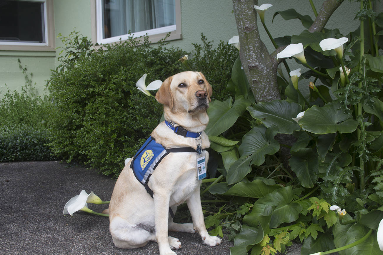 (Travis Rains | The Vidette) Louie, the newest employee at CAC, will help witnesses and victims during court interviews.