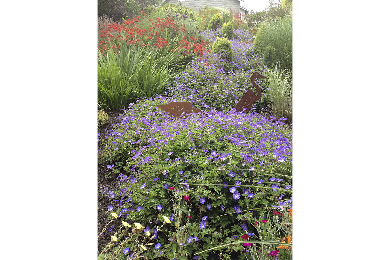 (Courtesy photo) A geranium “river” near Westport Winery. The flowers have been featured during past Master Gardener tours.