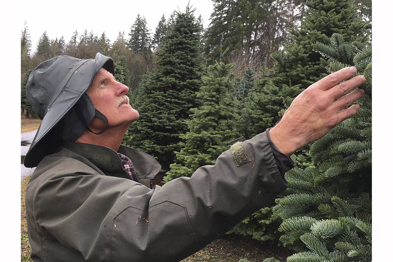 (Todd Bennington | The Vidette) Ed Hedlund, founder of Hedlund Trees, exams a portion of his crop on Nov. 14. Having placed in national competition in August, his farm is providing the Christmas tree for the U.S. vice president’s residence this year.