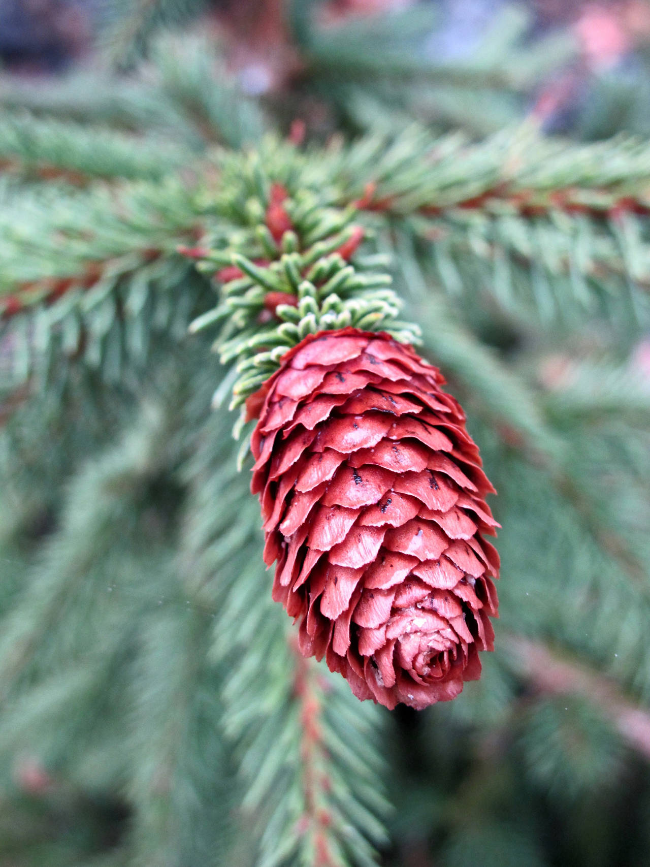 Courtesy Beth Day Waters                                The Norway spruce has the largest cones of any spruce, borne on the ends of downturned branchlets.