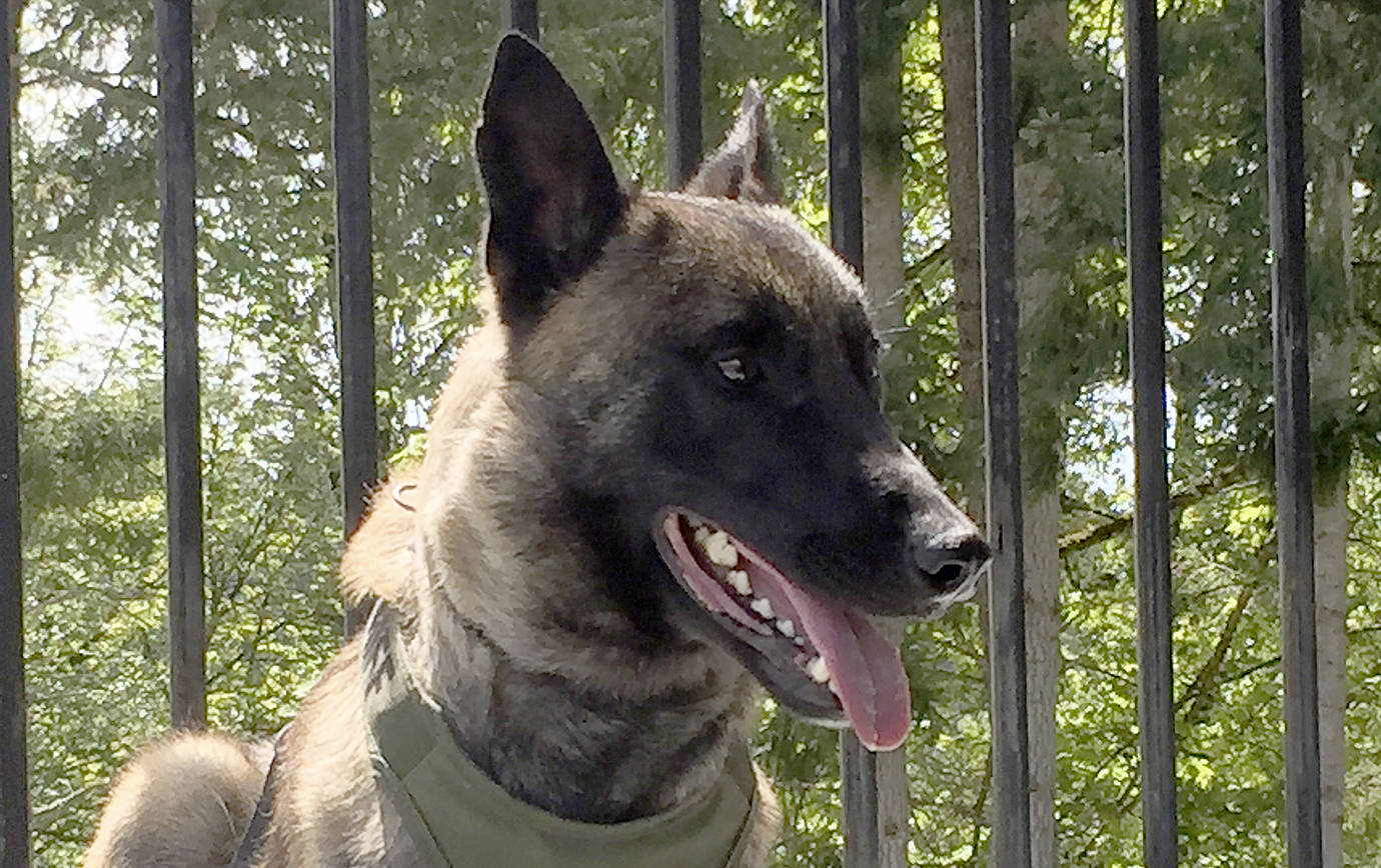 Sheriff’s K9 receives protective vest