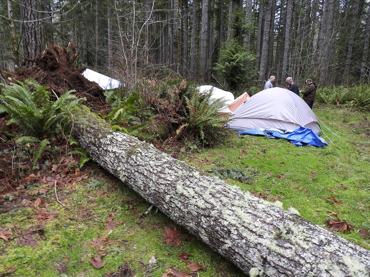 Kat Bryant | The Daily World                                This tree fell alongside several tents at one scout troop’s campsite.