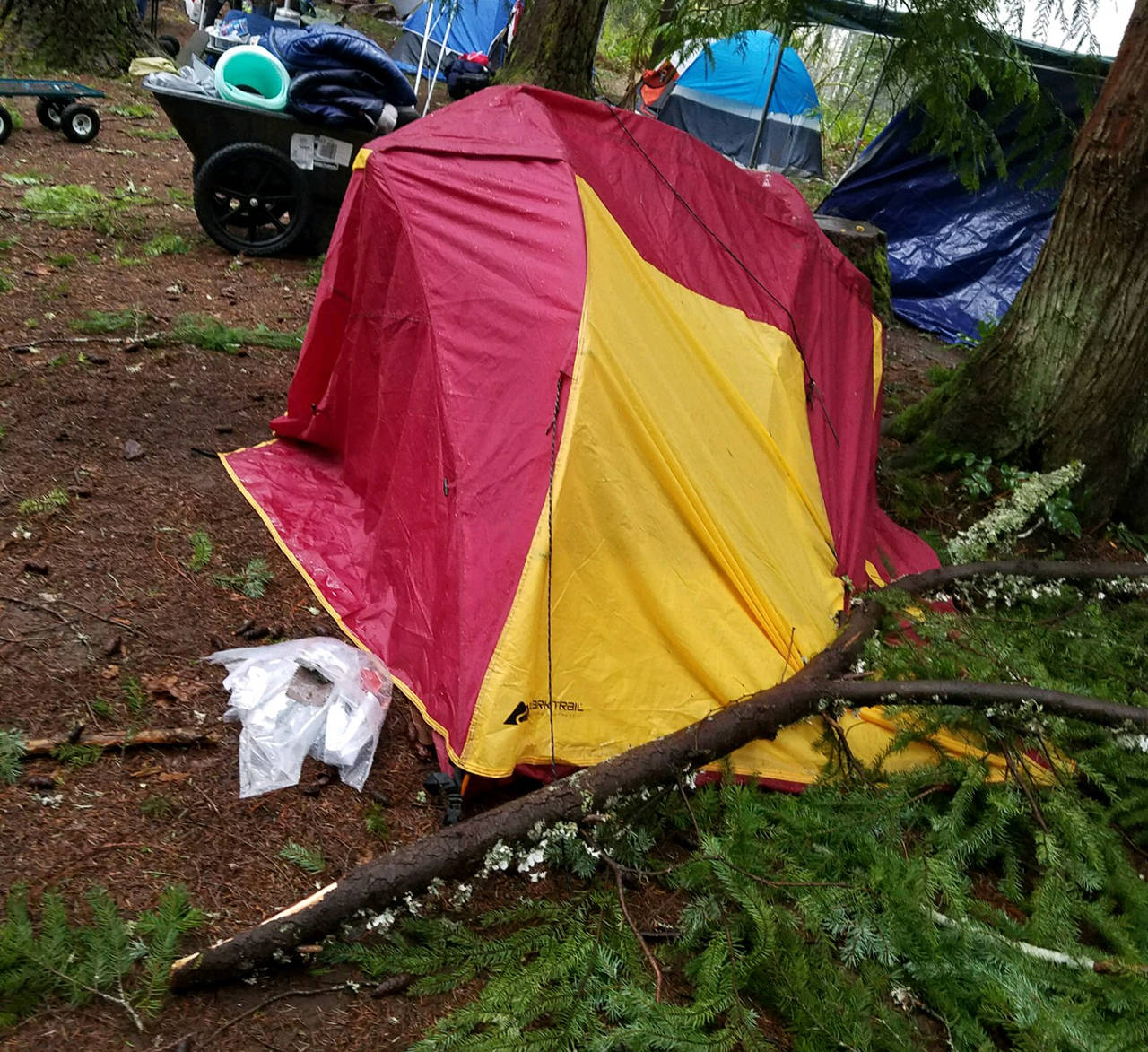 (Photo courtesy Rebecca Ledford) This fallen branch impaled a scout’s tent right where his pillow was during Saturday’s windstorm at Camp Thunderbird.