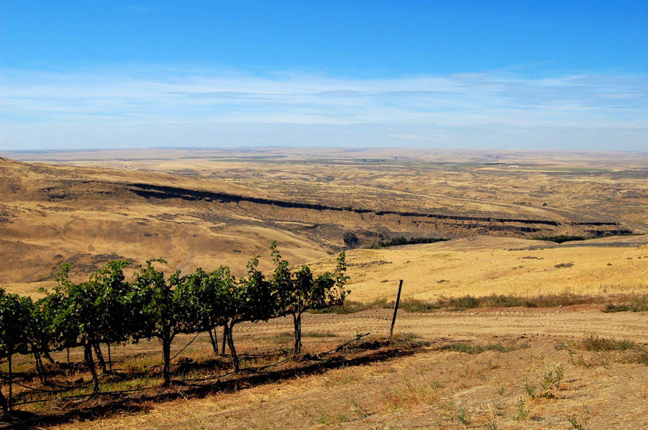 (Photo by Mark Lievsay) “Terroir” is a term frequently used to describe the soil, climate and geographical features of a wine-growing area. Horse Heaven Hills, pictured here, is one such area in southeastern Washington, between the Yakima Valley and the Columbia River.