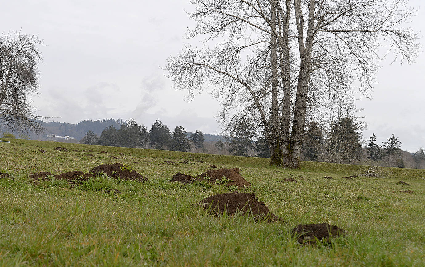 DAN HAMMOCK | THE DAILY WORLD                                A field full of mole hills in Cosmopolis prompted someone to plant a sign reading Chehalis National Mole Refuge. David Pehling with the Snohomish County WSU Extension is the go-to guy when it comes to moles and has a number of techniques that can help you protect your yard and garden from looking like this.