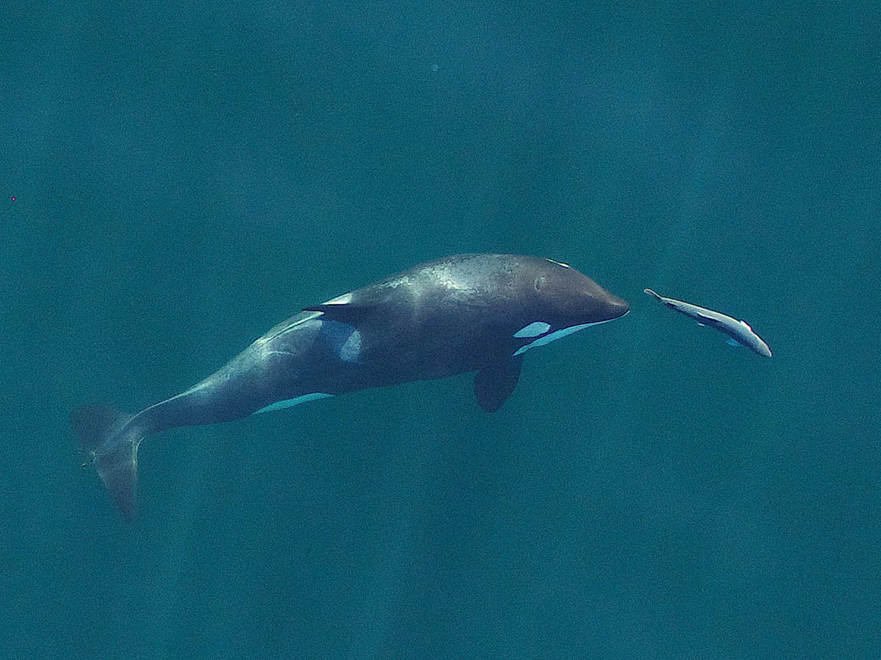 A young orca chases a chinook salmon last year in the Salish Sea near San Juan Island. Image obtained under National Marine Fisheries Service permit #19091. Photograph by John Durban (NOAA Fisheries/Southwest Fisheries Science Center), Holly Fearnbach (SR3: SeaLife Response, Rehabilitation and Research) and Lance Barrett-Lennard (Vancouver Aquarium’s Coastal Ocean Research Institute).