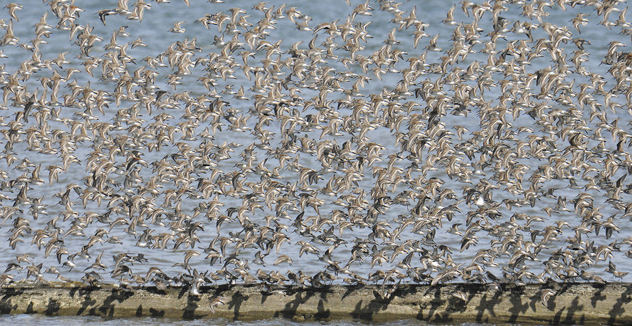 A flock of shorebirds flies en masse in April 2018 over the mudflats of Bowerman Basin in Hoquiam. The shorebird festival continues throughout the weekend. Photo by Macleod Pappidas, The Daily World file