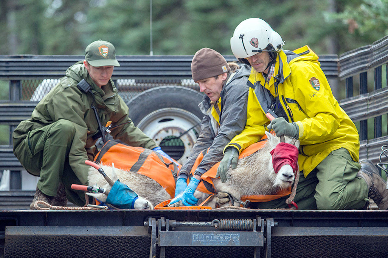 VIDEO: Effort to move Olympic National Park goats to new home is underway