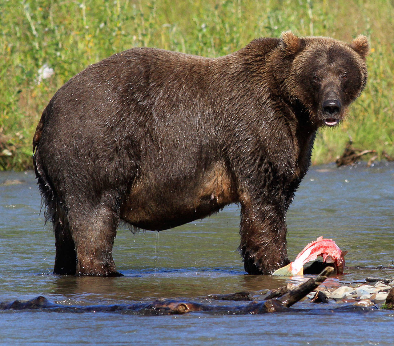 Mike Benbow | The Herald file                                You can watch brown bears compete for salmon online. The camera is set up and broadcast by Explore.org at Brooks Falls in Alaska’s Katmai National Park. Bears compete to claim their spot to get all the best salmon, while teaching young cubs how to survive in the wild.