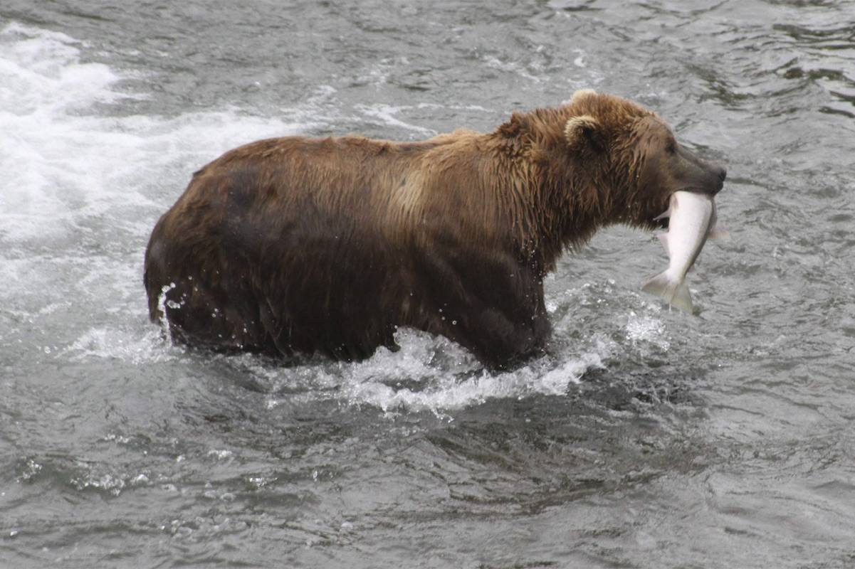 Live bear cam: Let the fishing begin