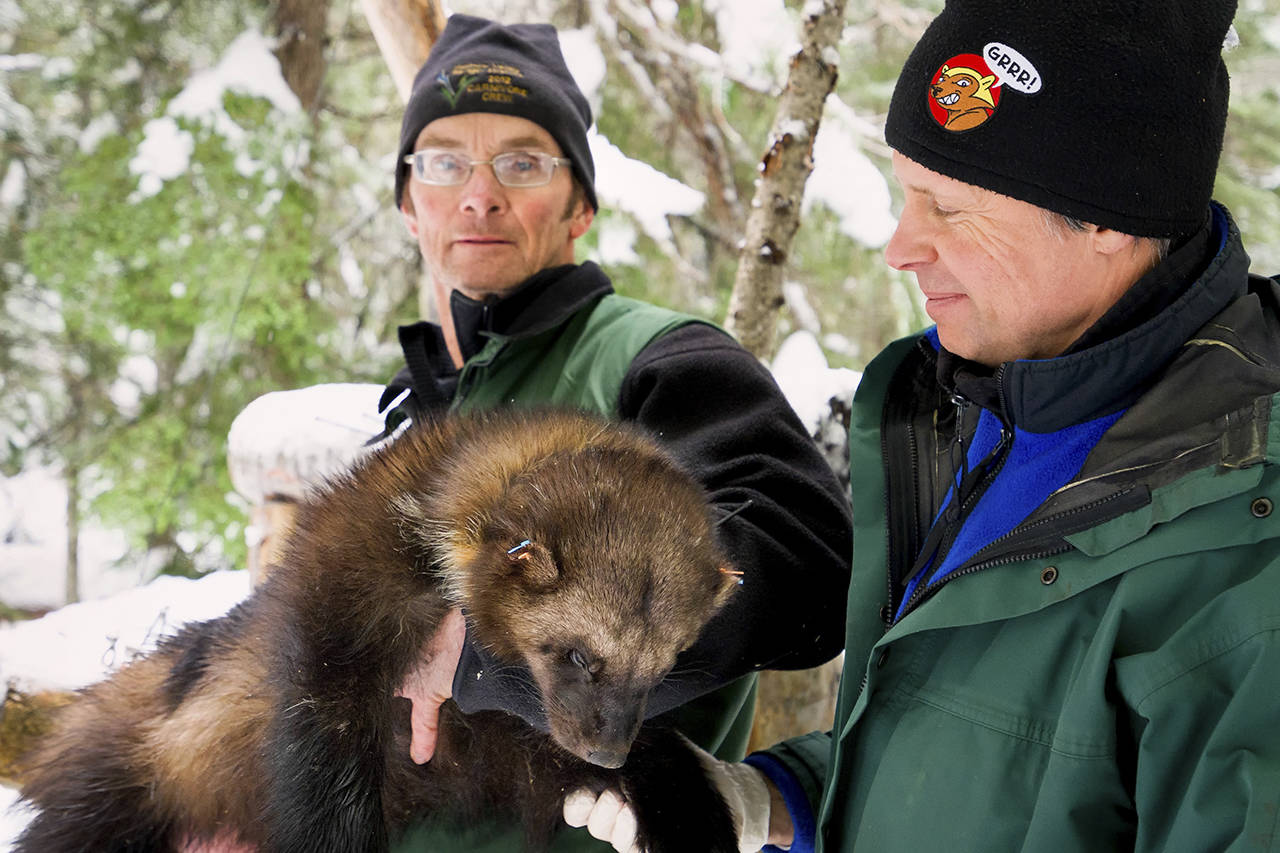 Biologists John Rohrer of the U.S. Forest Service (left) and Scott Fitkin of Washington Department of Fish and Wildlife examine an immobilized, 30-pound wolverine caught in a trap Feb. 1, 2015, near Easy Pass. Rohrer and Fitkin helped conduct research into wolverines in the North Cascades as part of a decade-long study that ended in 2015. (Zach Winters / U.S. Forest Service)