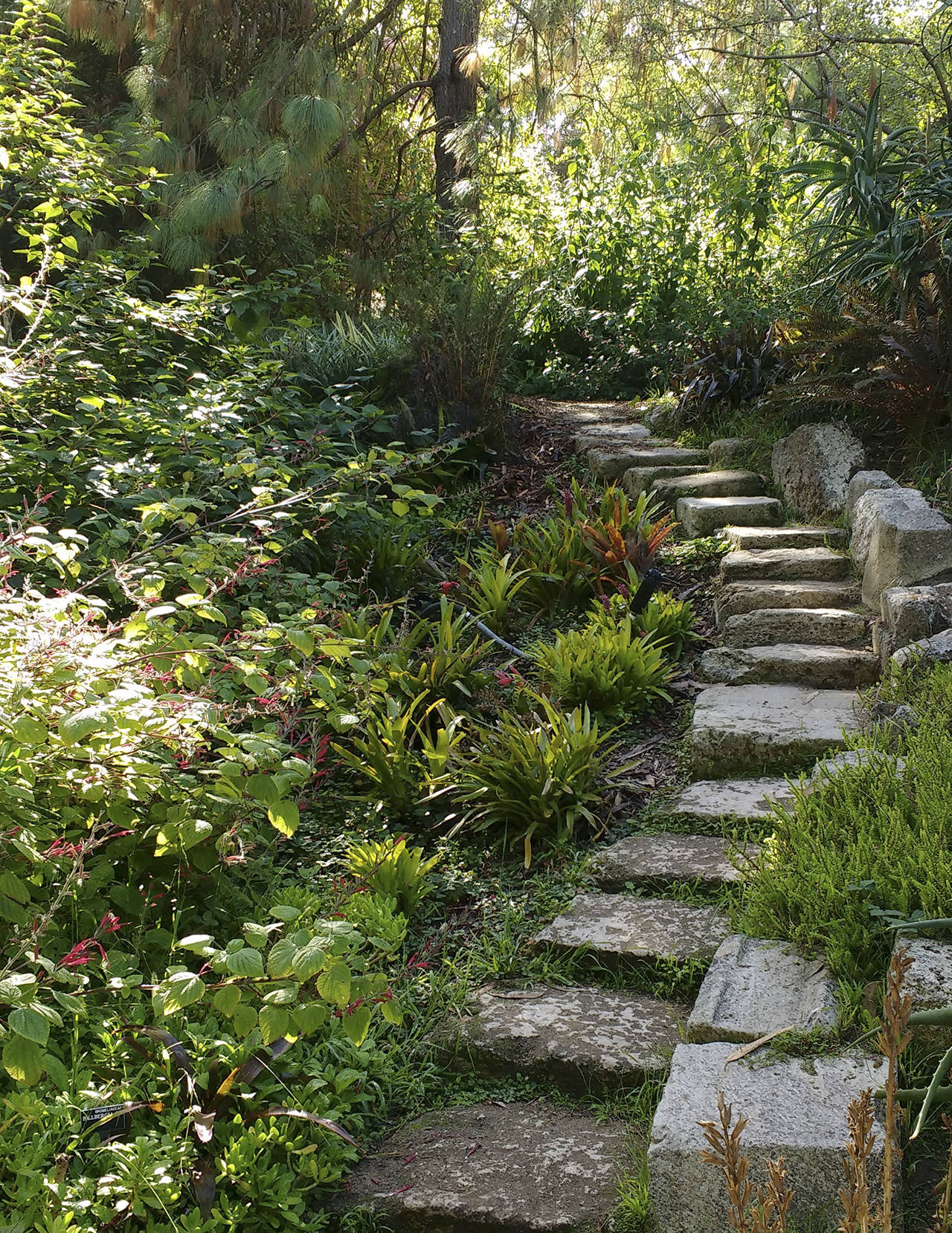 (Beth Day Waters) Steps to the succulent garden in the San Francisco Botanical Garden.