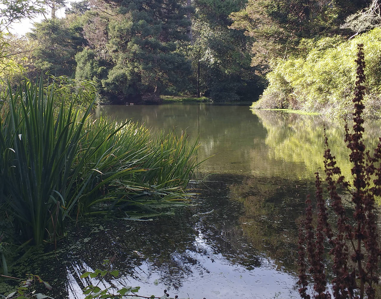 (Beth Day Waters) A pond in San Francisco’s Golden Gate Park.