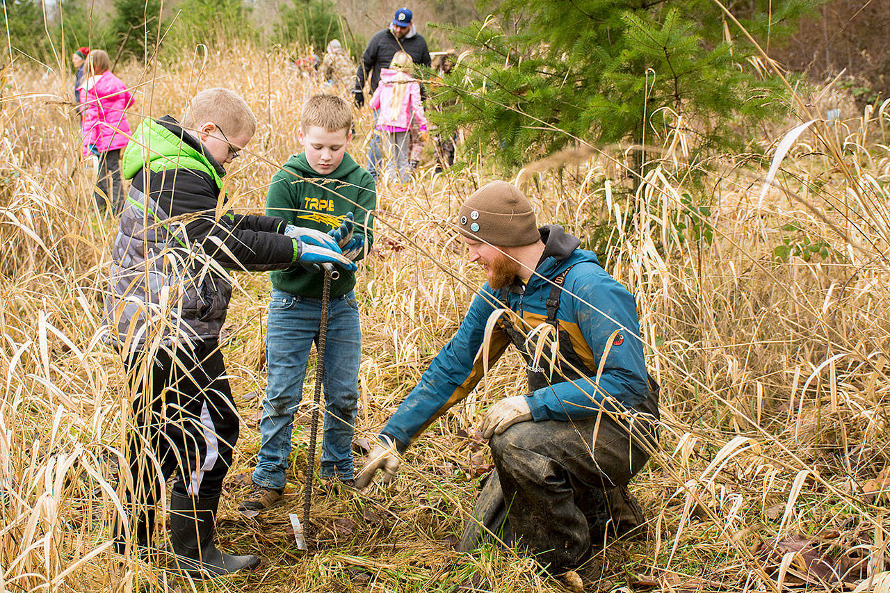 Brandon Bywater of the Nisqually River Education Project helps Montesano students Ryan Roberts (left) and Cole Tobert prepare a planting site Thursday at the Discovery Trail.                                Photo courtesy of the Chehalis Chronicle