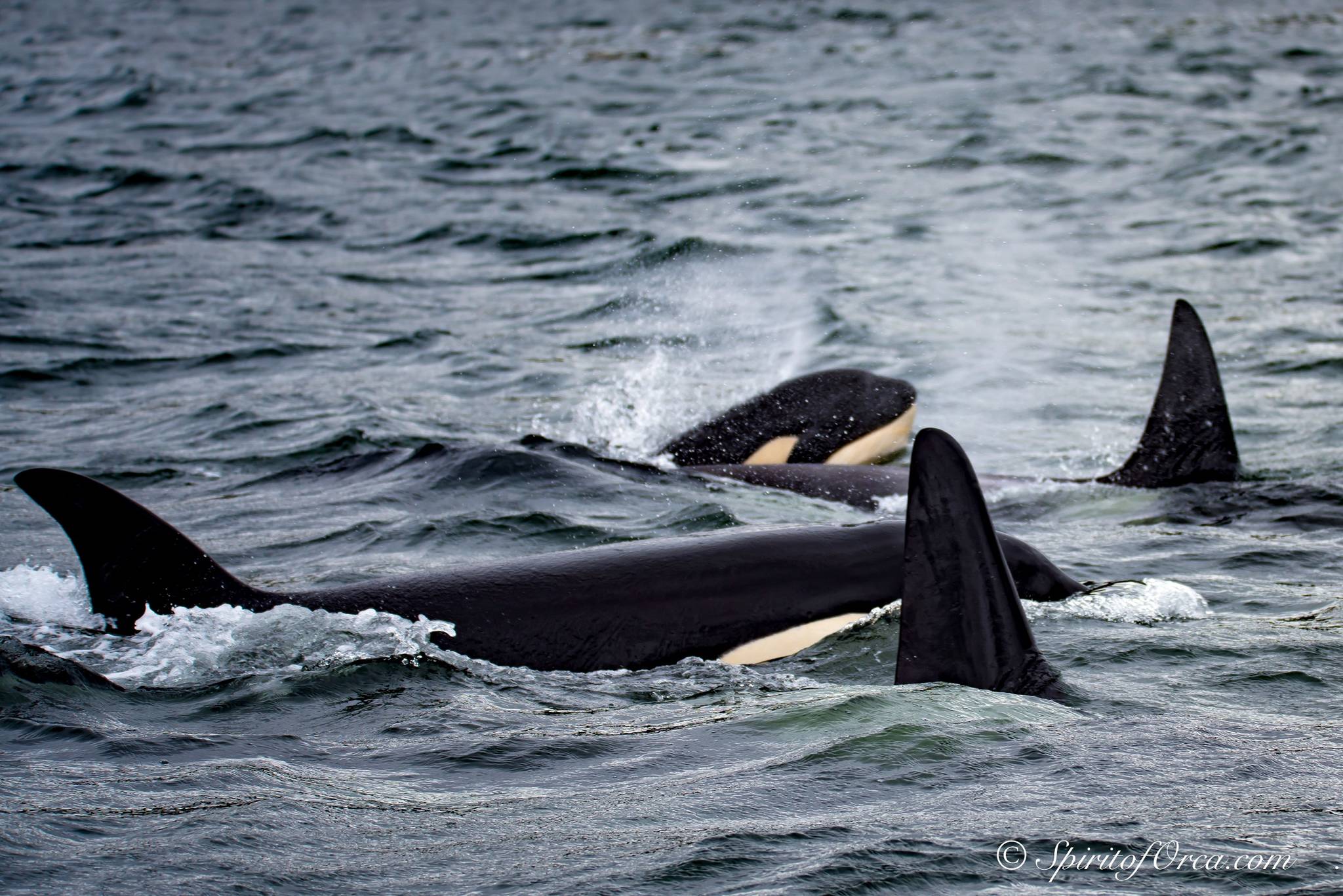 Lawmakers propose new watercraft restrictions to save southern resident orcas