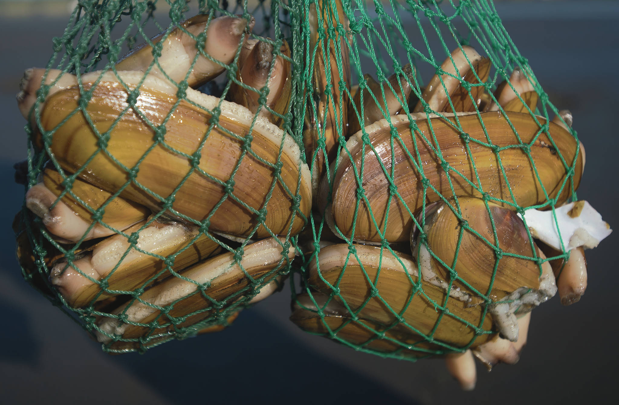 Freshly caught razor clams are pictured in 2013 at Grayland Beach. (Aaron Lavinsky | The Daily World)