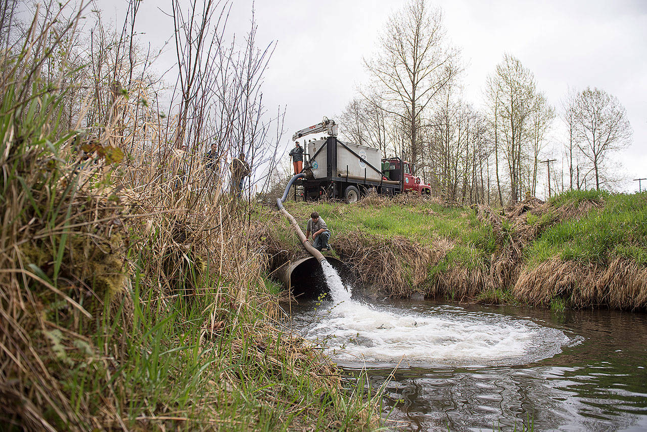 Onalaska High School senior Noah Kiger helps release Steelhead into Gheer Creek Wednesday morning in Onalaska.                                Katie Hayes/khayes@chronline.com