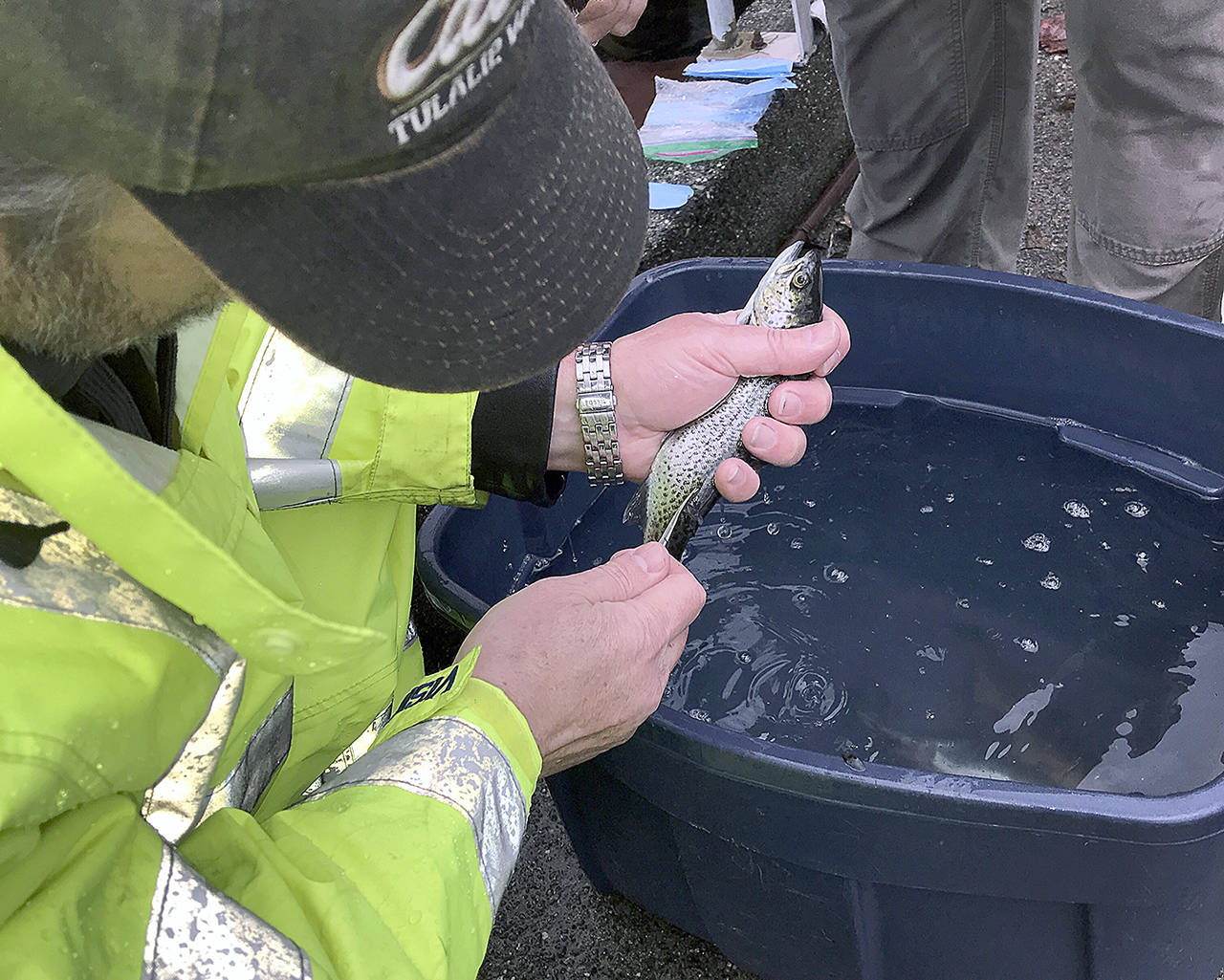 A volunteer clips the adipose fin of a trout that will be placed in Pass Lake to participate in a fisheries study. (Mike Benbow)