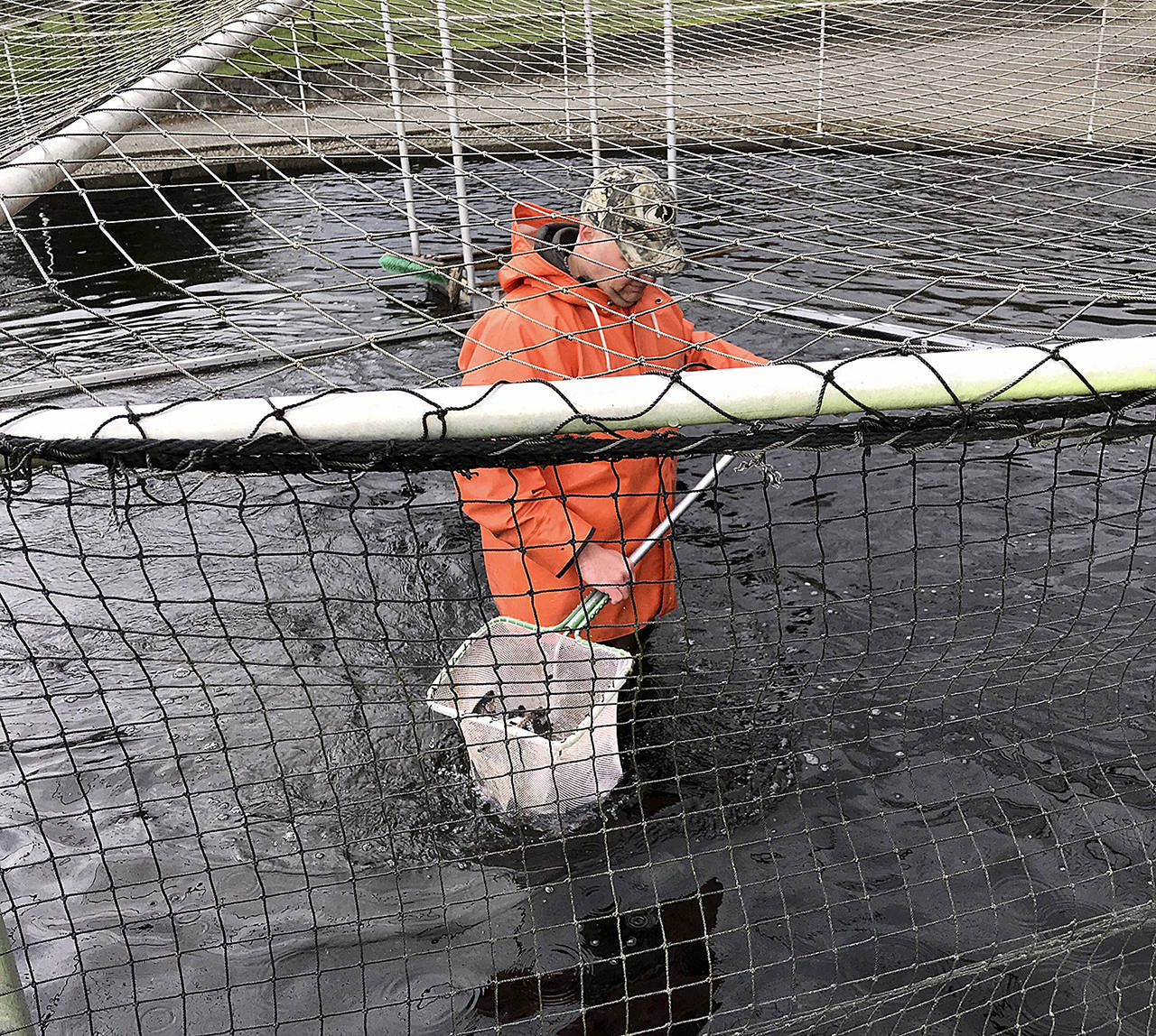 Fisheries biologist Andrew Fowler nets some fish at an Arlington hatchery so they can be marked by volunteers. (Mike Benbow)