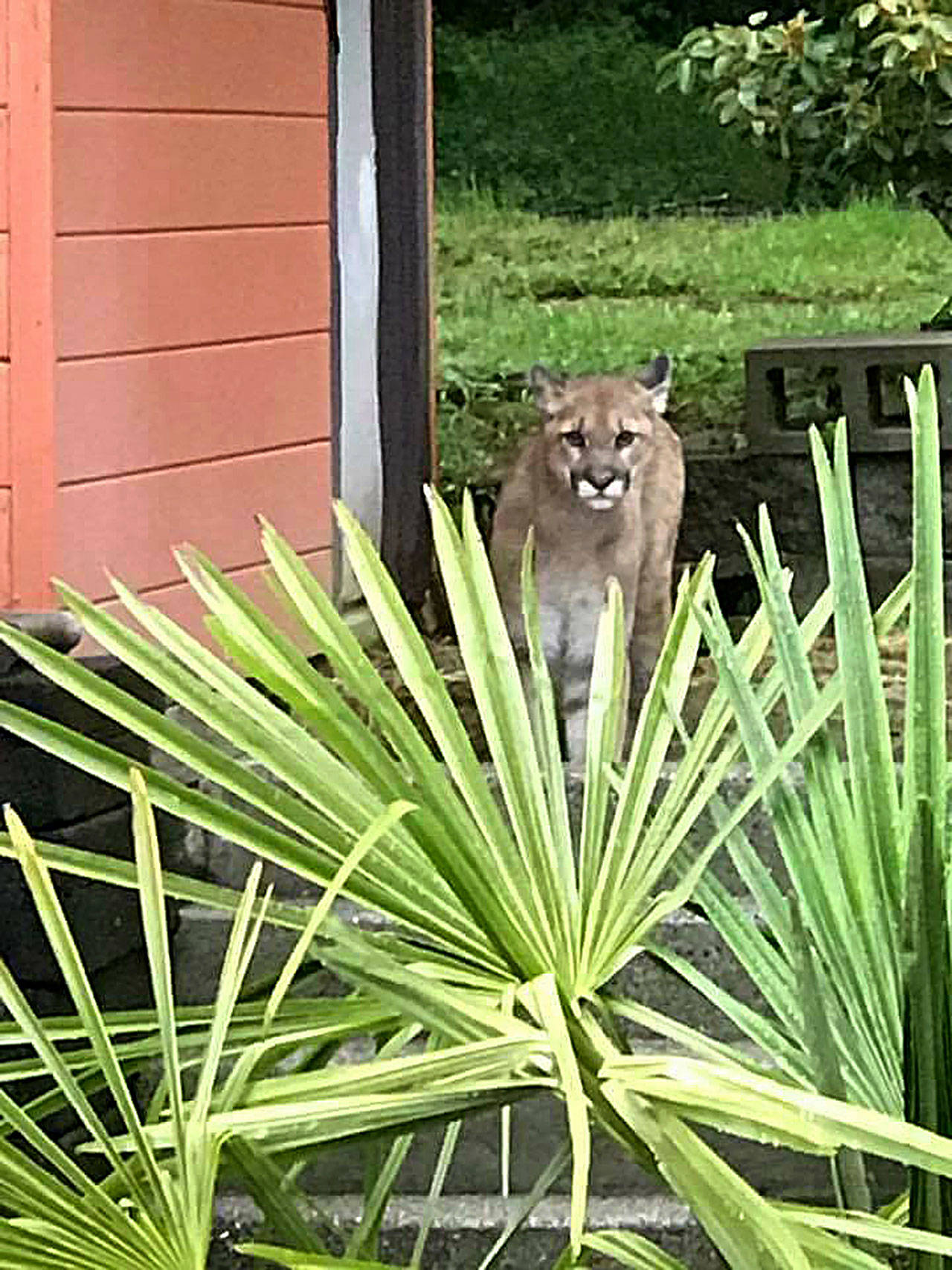 (Photo courtesy Brian Braaten) This cougar made its way into the backyard of a home on Earl Street at the top of Scammel Hill in Aberdeen in June of 2017.