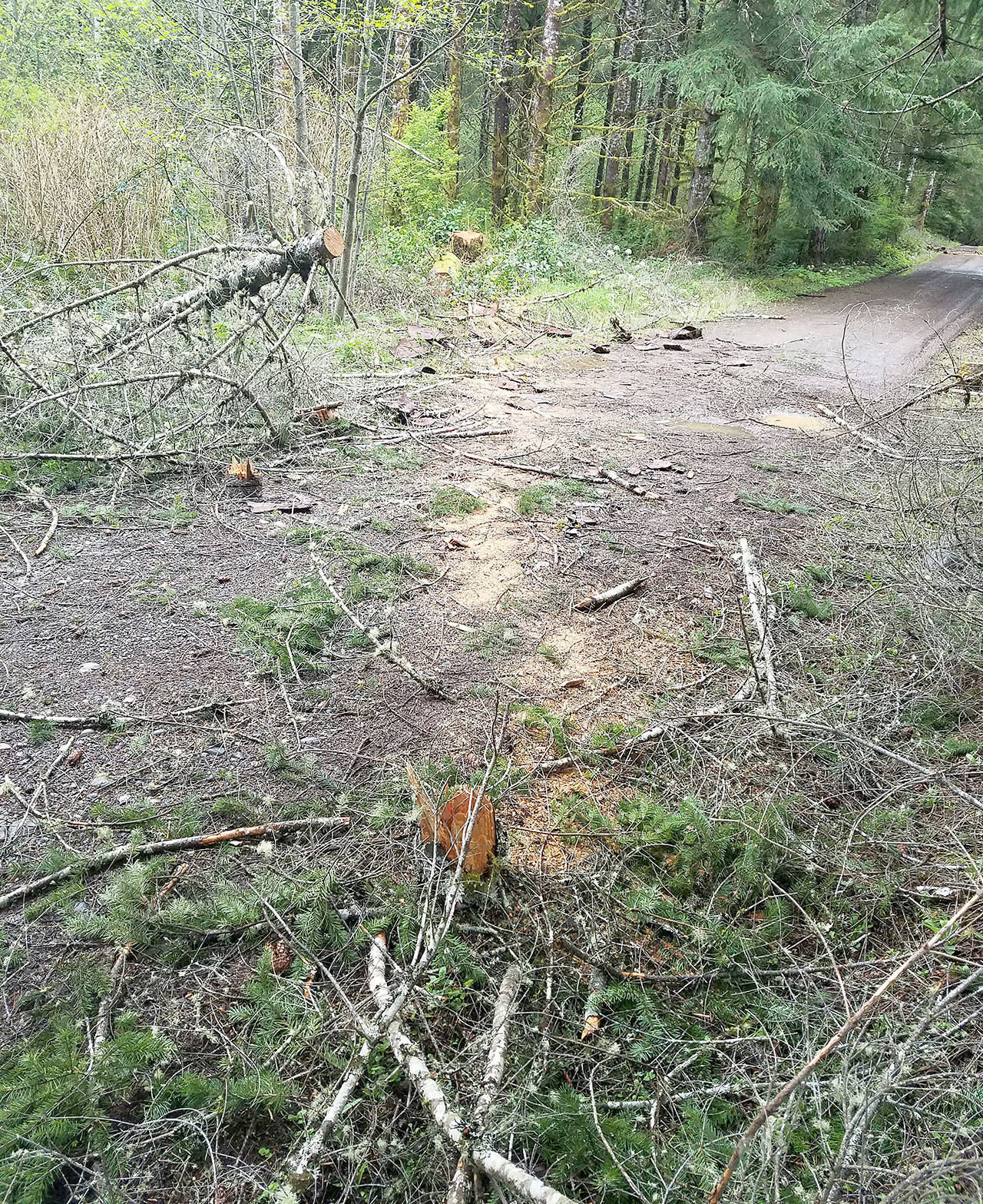 (Photo courtesy Loren Hiner, City of Montesano) The remains of an illegally harvested tree partially block a road in Montesano-owned forest land.