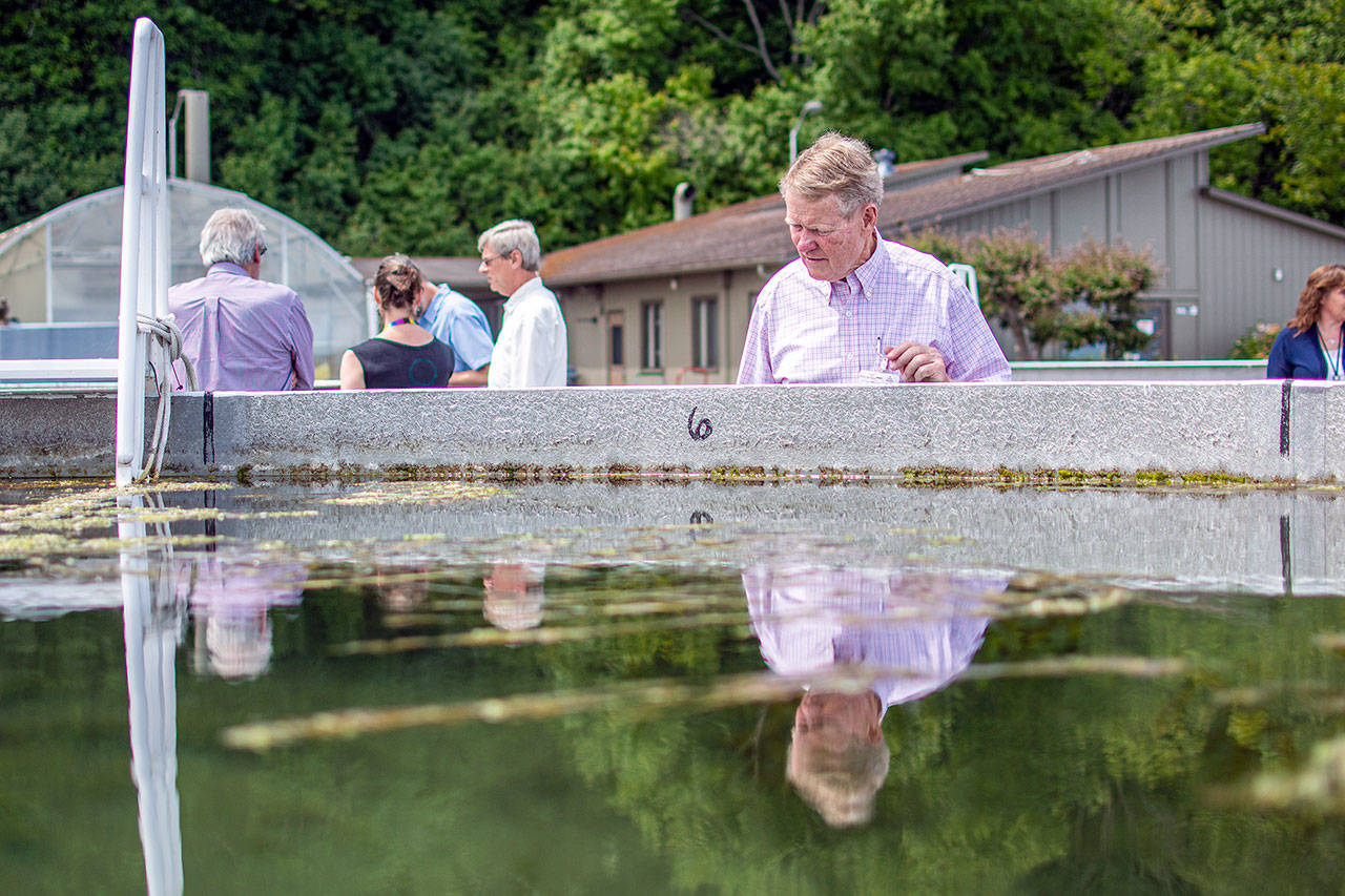 Clallam County Commissioner Randy Johnson inspects eelgrass growing at the Pacific Northwest National Laboratory’s Marine Sciences Laboratory in Sequim. (Jesse Major/Peninsula Daily News)