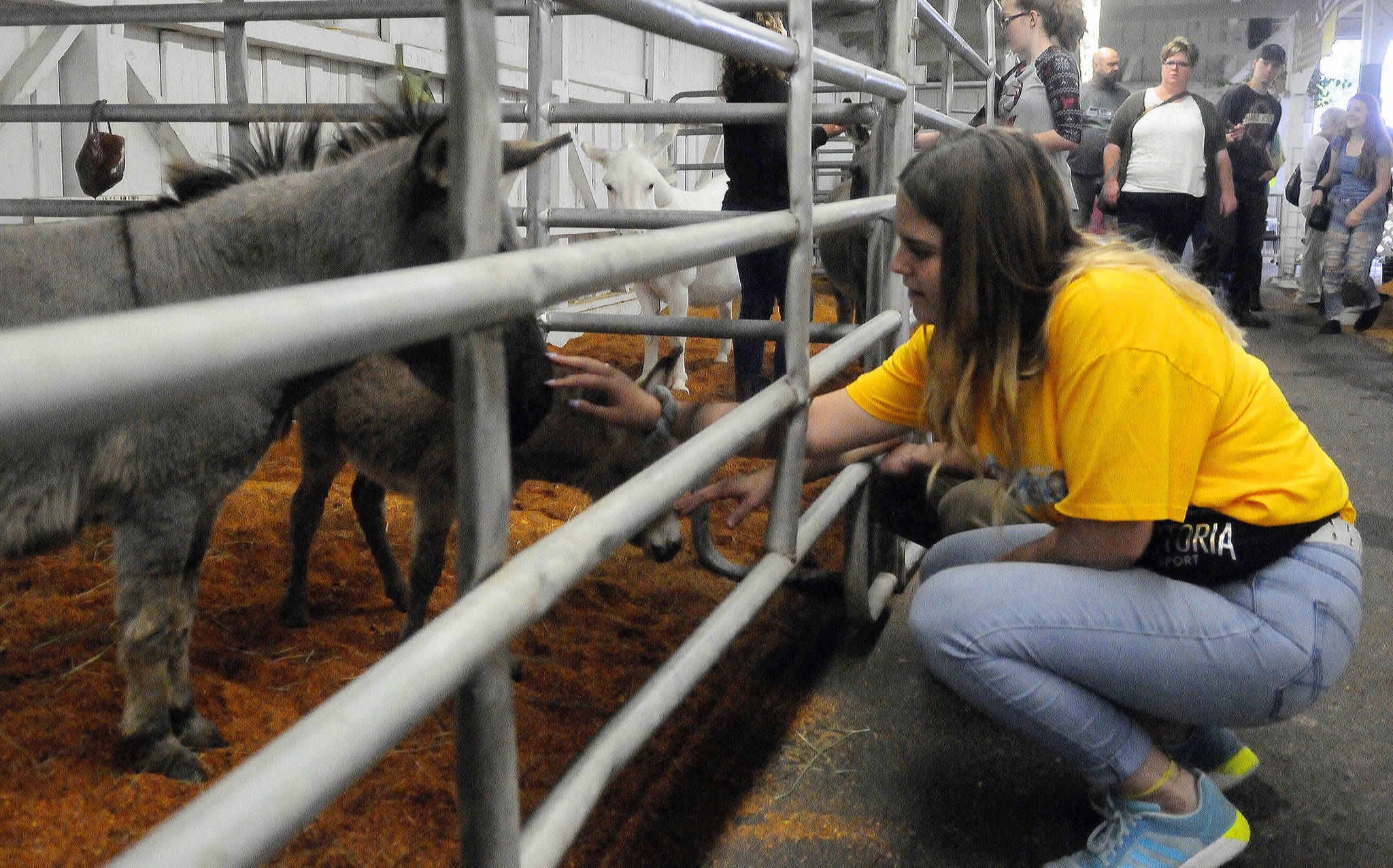 Hasani Grayson | Grays Harbor News Group                                 Abby Vargas pets a donkey at the Grays Harbor County Fair on Wednesday.