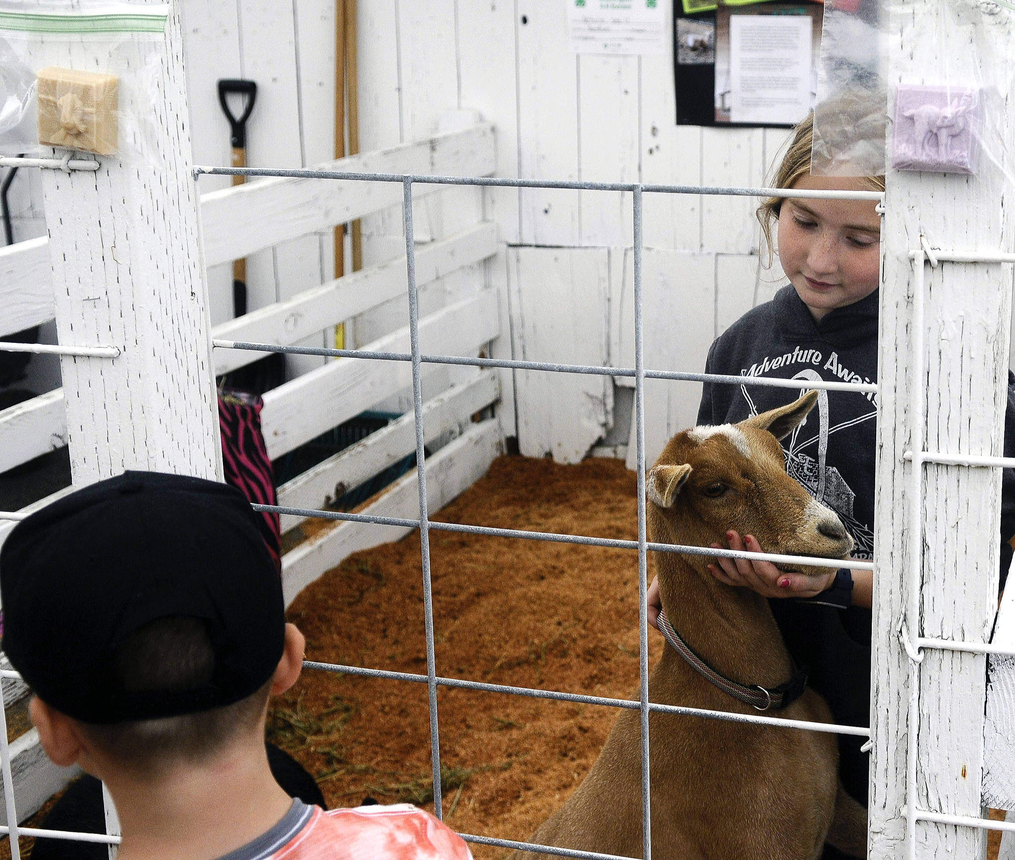 Hasani Grayson | Grays Harbor News                                Group Natalie Seals shows her goat at the 4-H exhibit at the Grays Harbor County Fair on Wednesday.