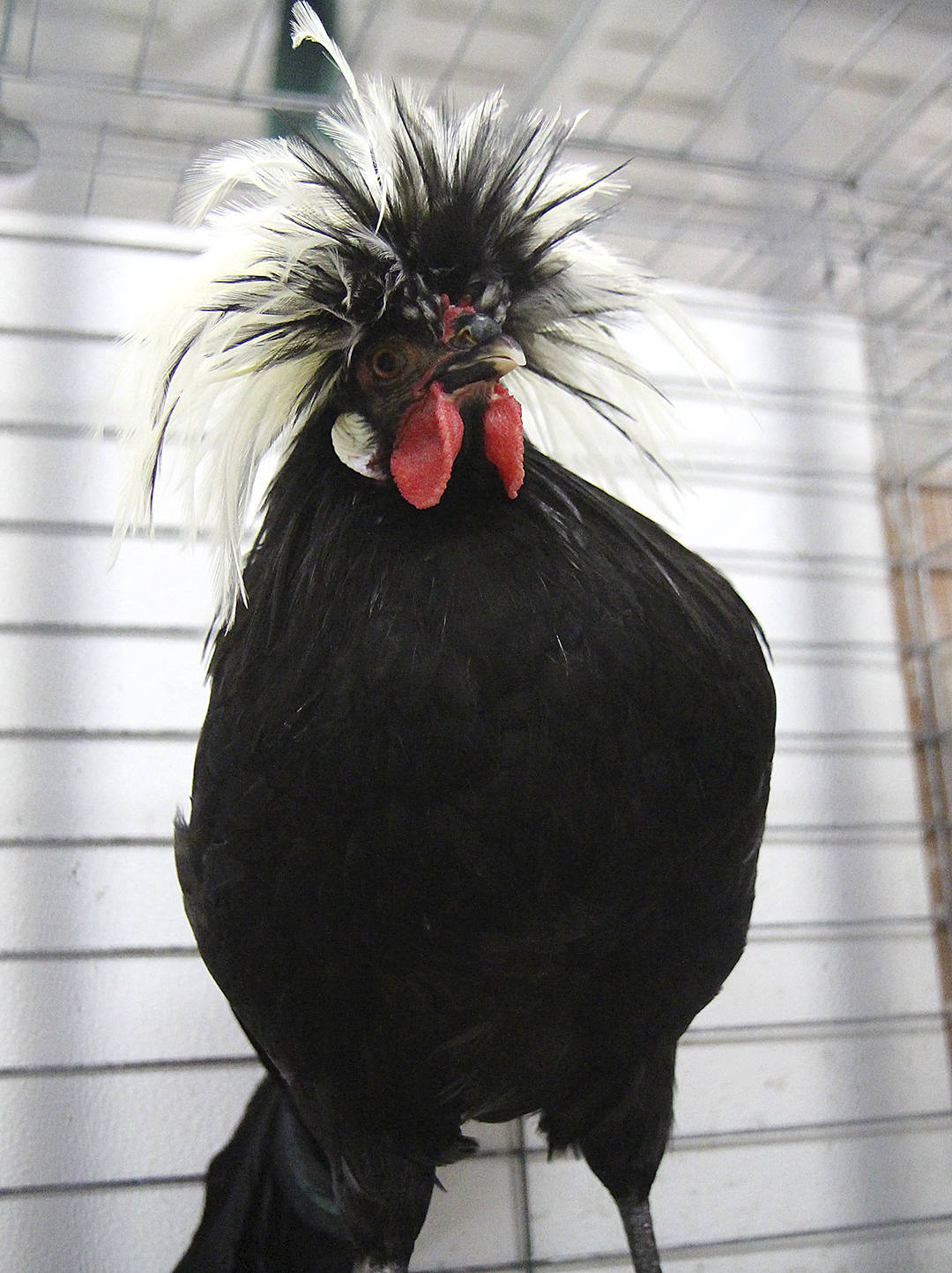 Michael Lang | Grays Harbor News Group                                Above, a Polish chicken eyes a photographer in a barn at the fair.