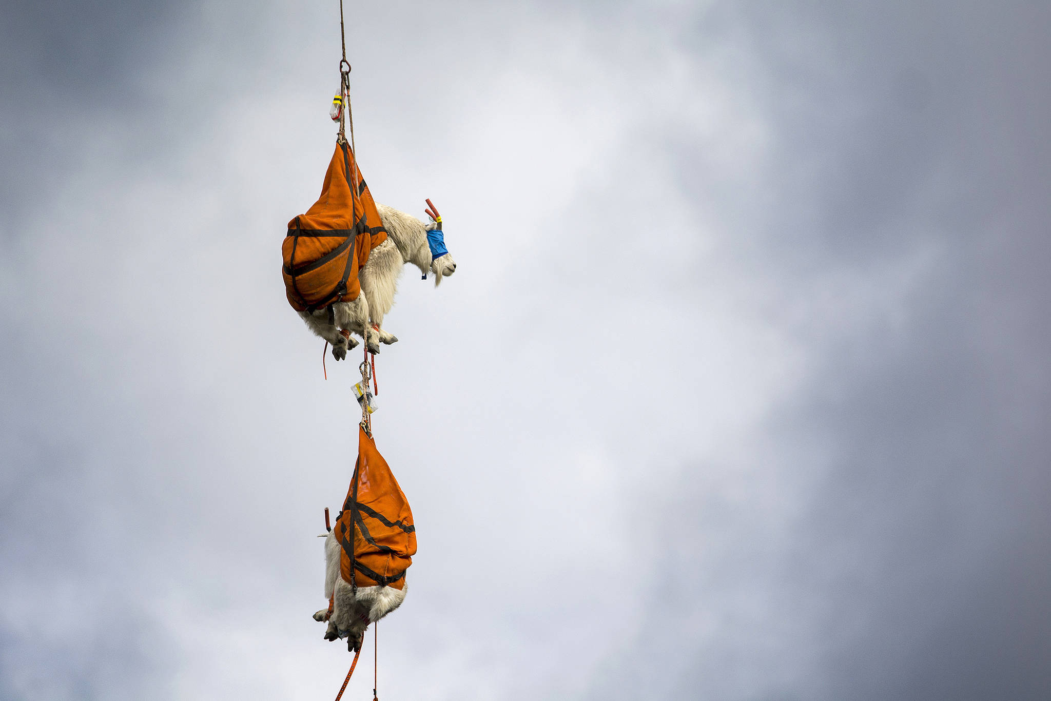 Jesse Major | Peninsula Daily News                                Two blind-folded mountain goats dangle from a helicopter in Olympic National Park last summer.