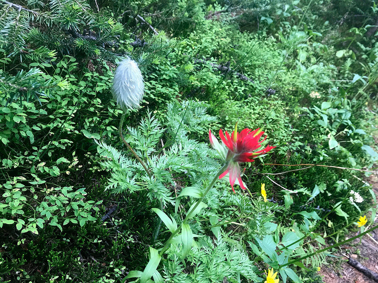 A Western pasqueflower, left, and an Indian paintbrush