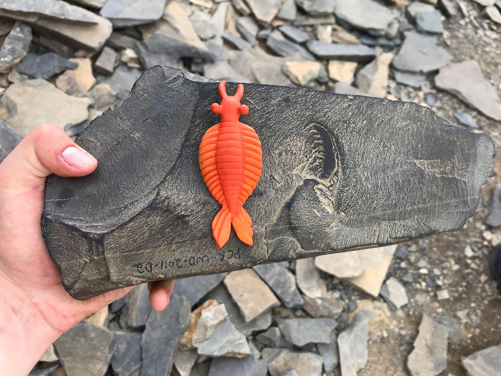 A fossil of Anomalocaris, or abnormal shrimp, at the Burgess Shale site in the Canadian Rockies, where numerous fossils as old as 508 million years can be found. The orange toy is a replica of what the creature might have looked like.