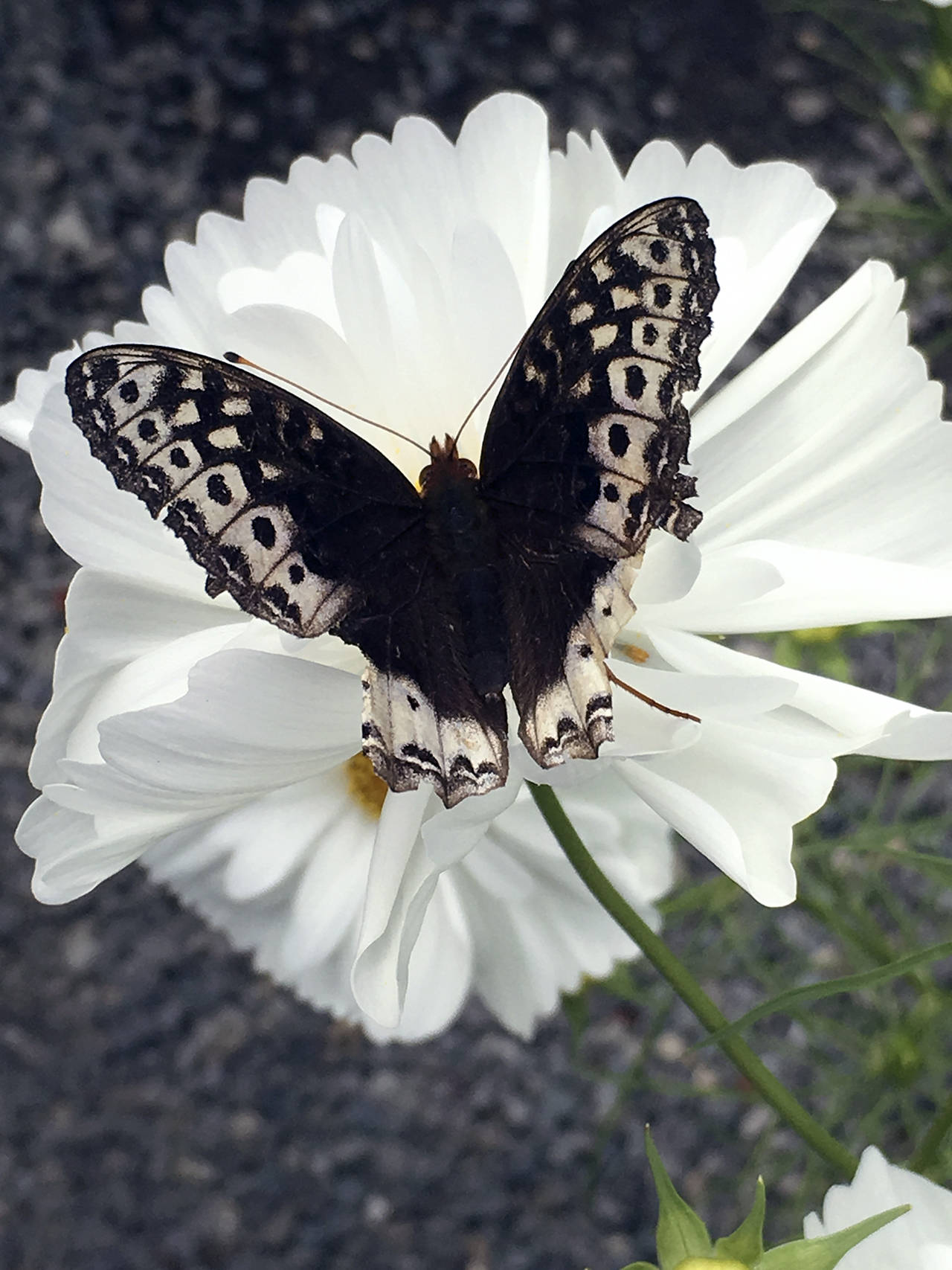 This is a Cupcake & Saucer cosmos being visited by a female Great Spangled Fritillary butterfly. The garden has at least four varieties of cosmos available for seed gleaning.