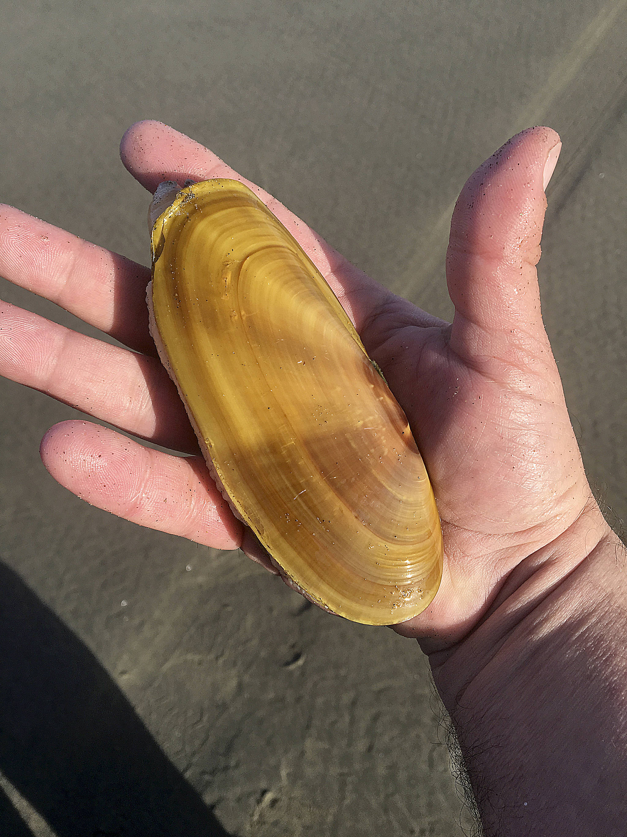 DAN HAMMOCK | GRAYS HARBOR NEWS GROUP                                Seven days of digging for razor clams beginning Oct. 26 at Copalis and Mocrocks beaches have been approved. Tentative digs scheduled for Twin Harbors and Long Beach are on hold pending another round of marine toxin tests.