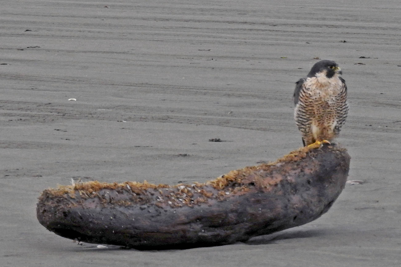 Power-birding with Coastal Raptors