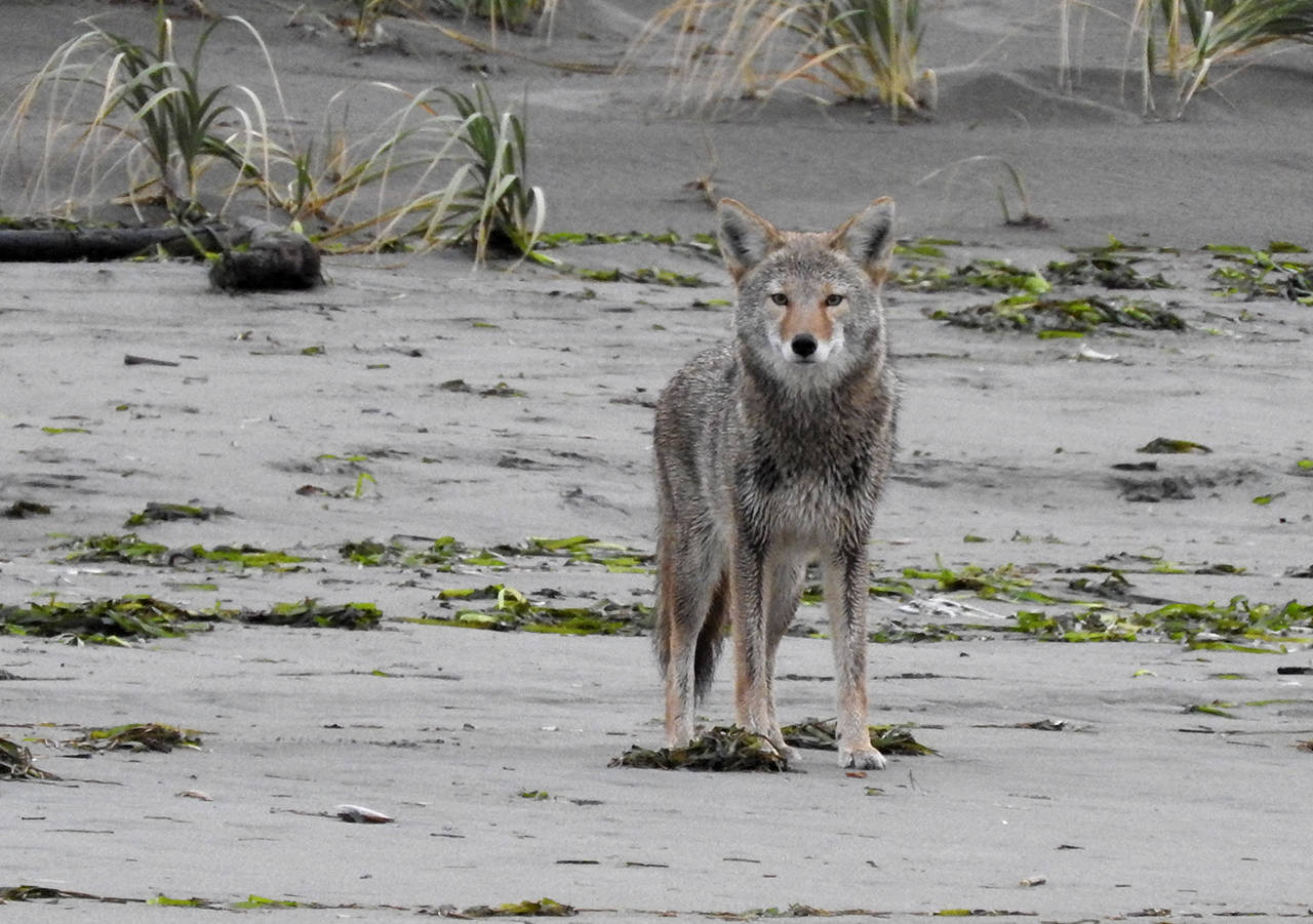 Power-birding with Coastal Raptors