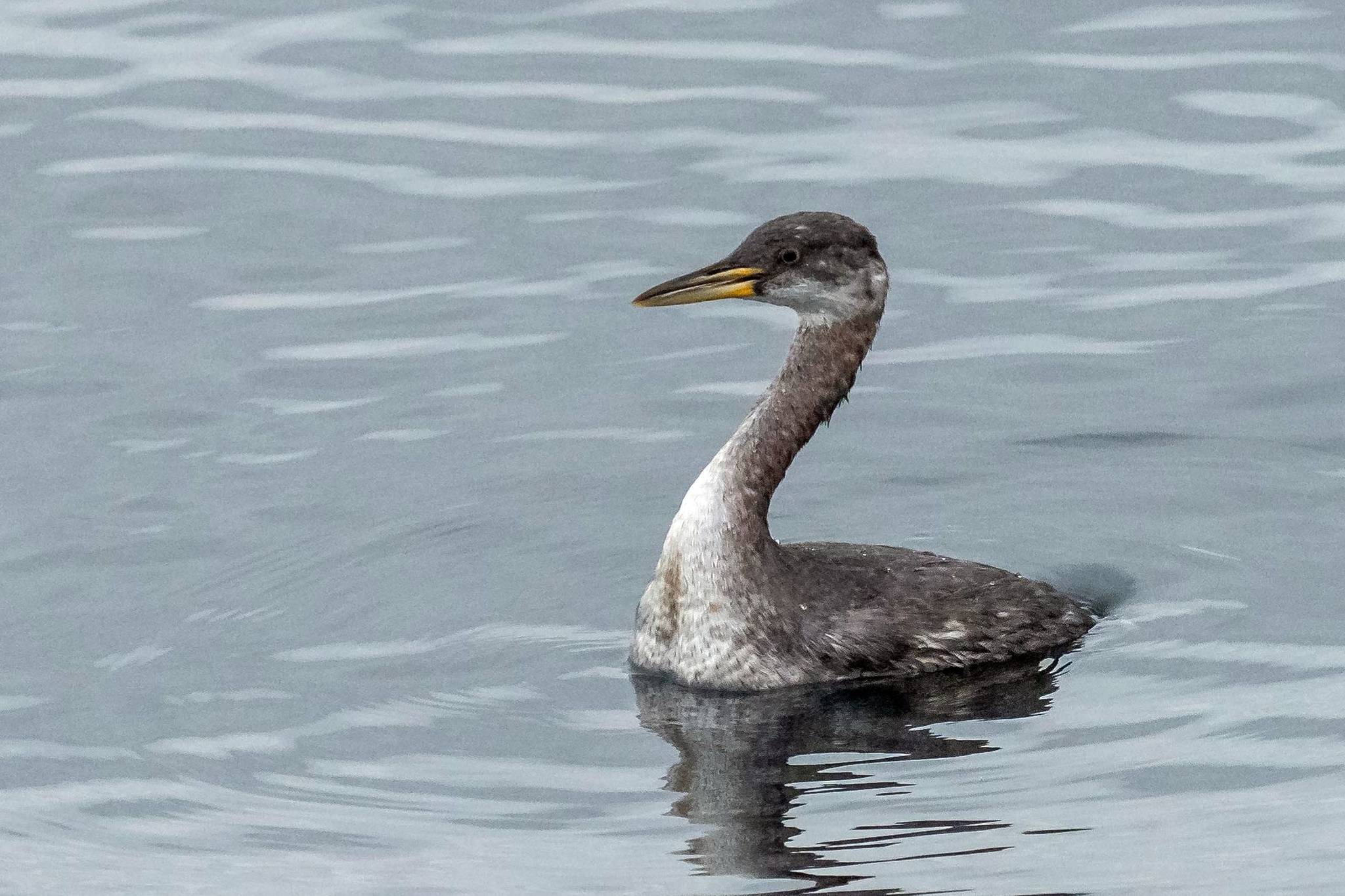 Grays Harbor Birds: Red-necked Grebe (Podiceps grisegena)