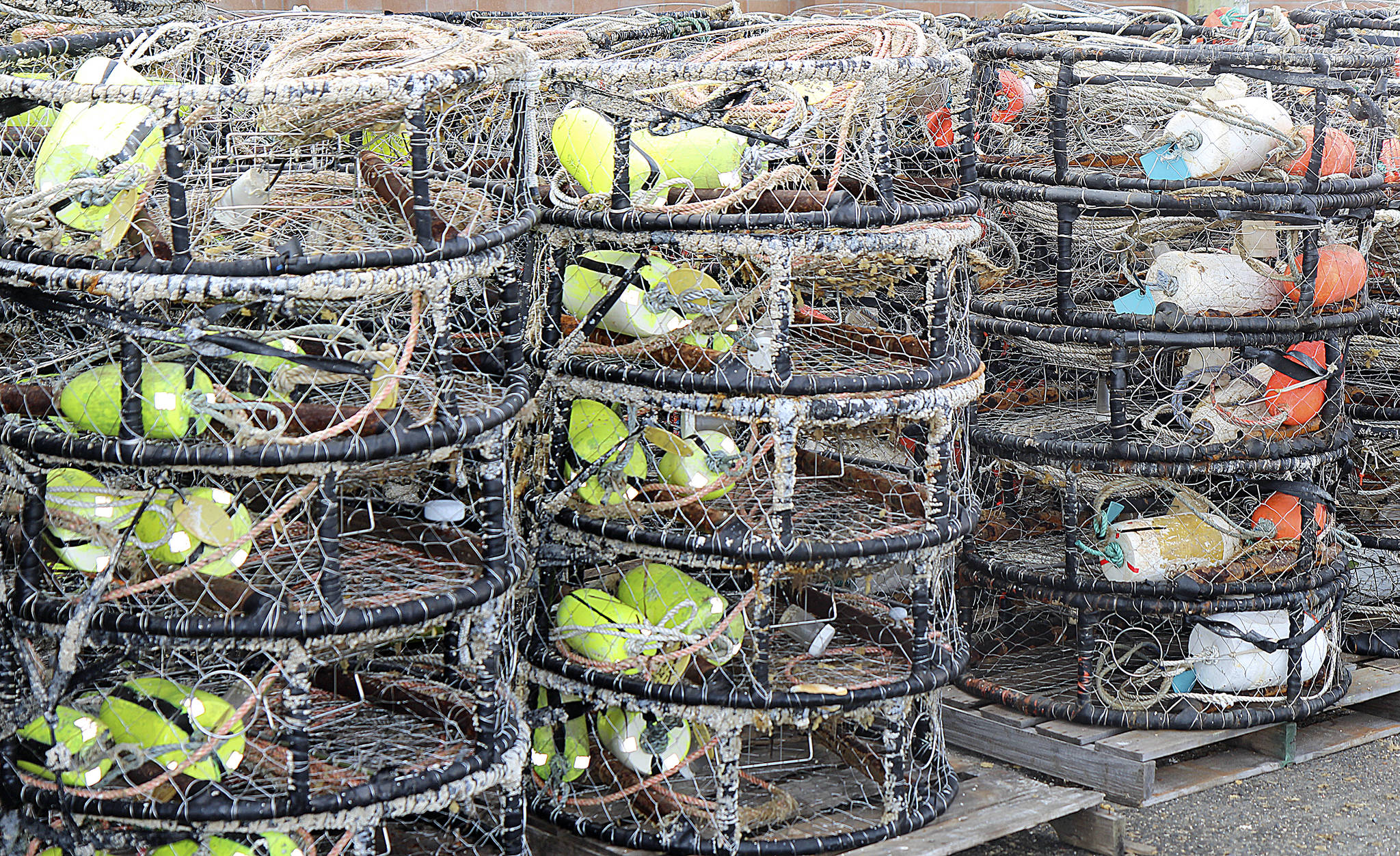 Commercial crab season delayed until at least Dec. 31