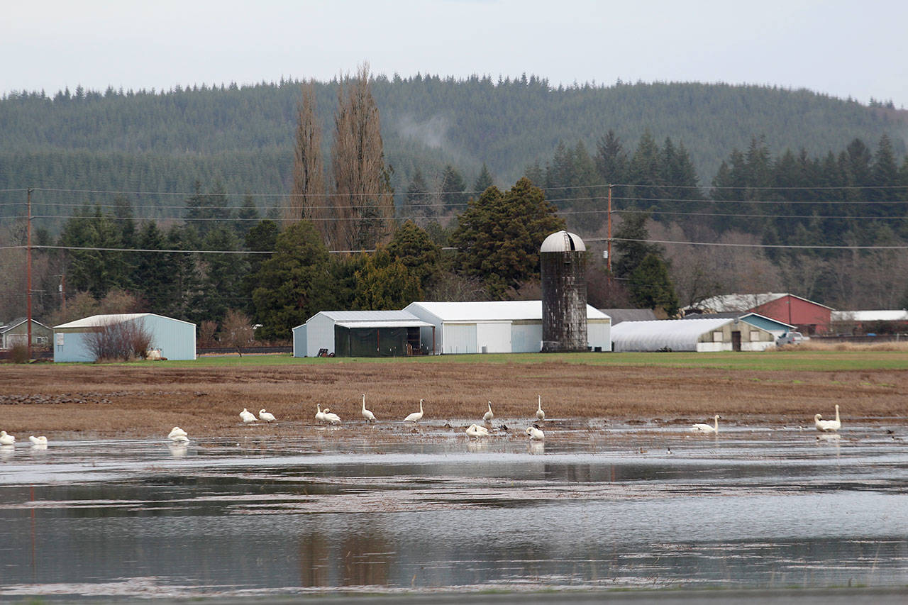 A bevy of trumpeter swans rest in a flooded field Wednesday. (Michael Lang | Grays Harbor News Group)