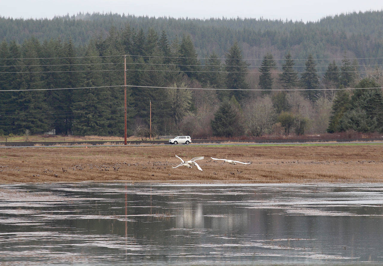 Trumpeter swans take off from a flooded field Wednesday. (Michael Lang | Grays Harbor News Group)