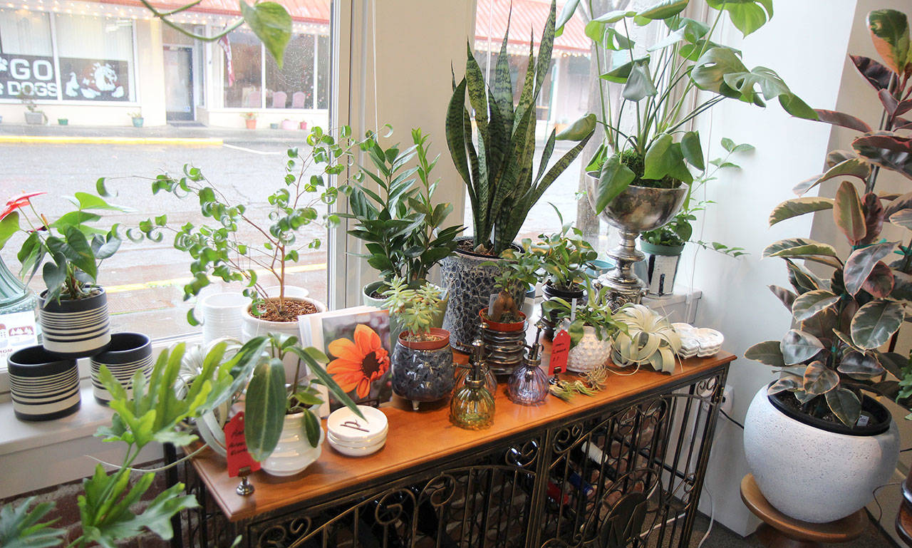 Trina Moore’s gallery in Montesano is filled with plants and other goods, beyond her oil paintings. Photo taken Jan. 29, 2020. (Michael Lang | Grays Harbor News Group)