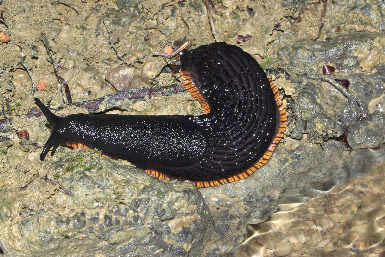 Arion ater, a common non-native slug, can devastate gardens.
