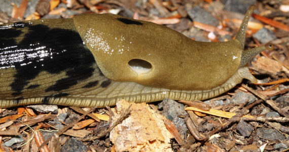 In defense of slugs: Show a little love
